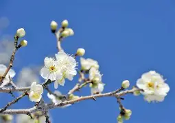 开云体育APP下载-包含梅斯连续两轮不胜，争取振作迎战的词条