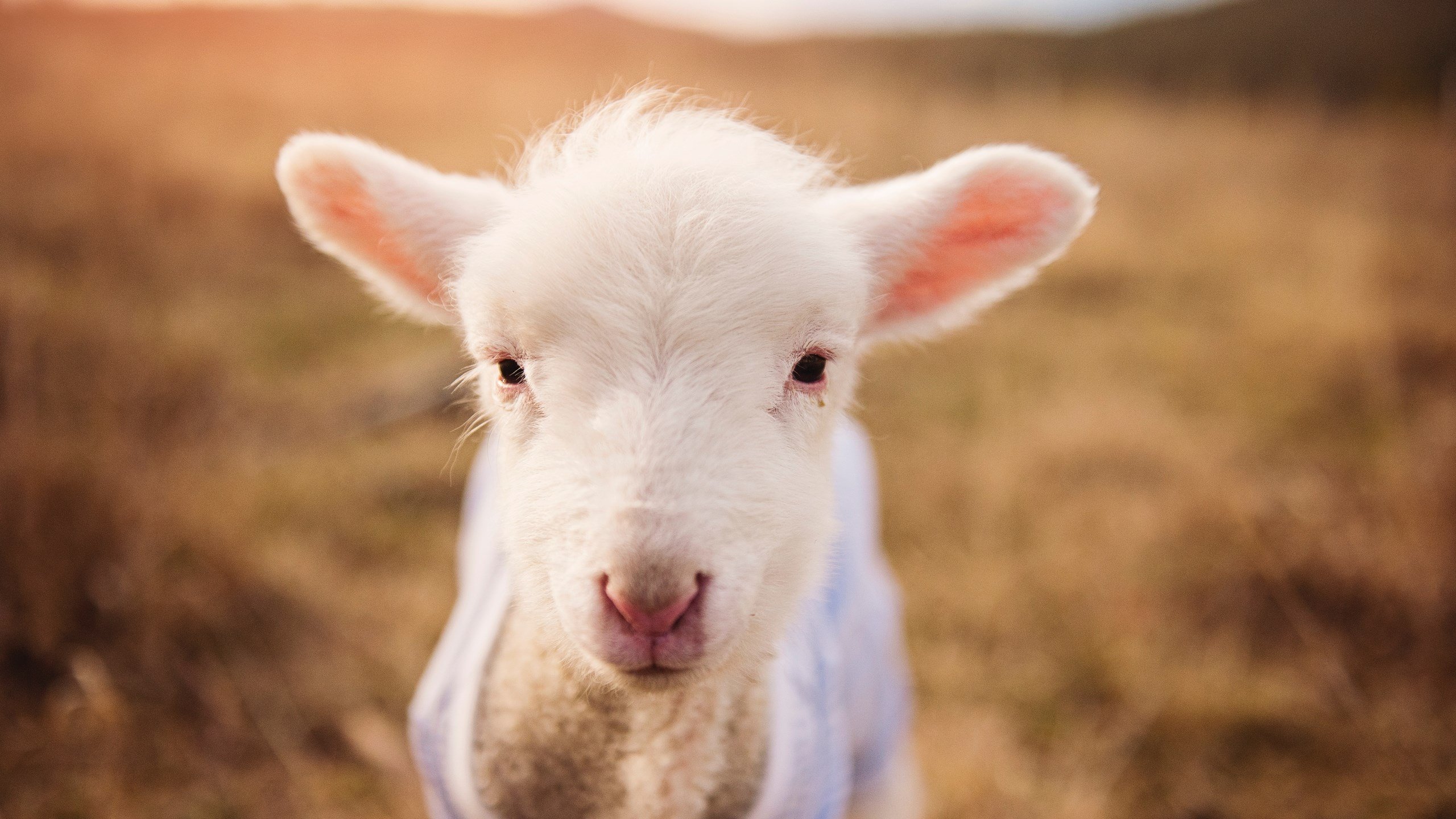 全球化野望与边疆铁壁，当英格拉姆的优雅刺破天山防线