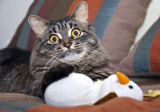 银河逆袭者，切特在年度焦点之战中接管夜晚，快船加时苦胜步行者