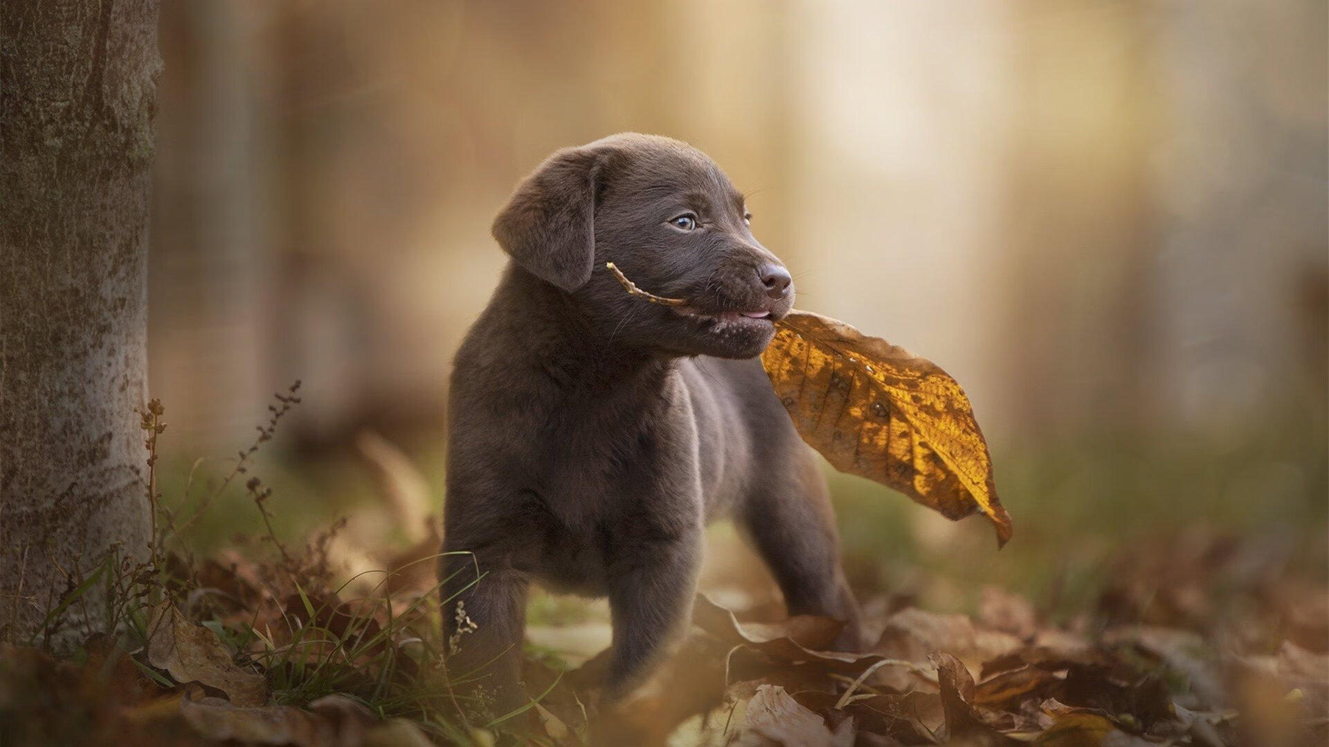 寒光出鞘，西亚卡姆爆发的哲学与活塞铁血击溃太阳的背后