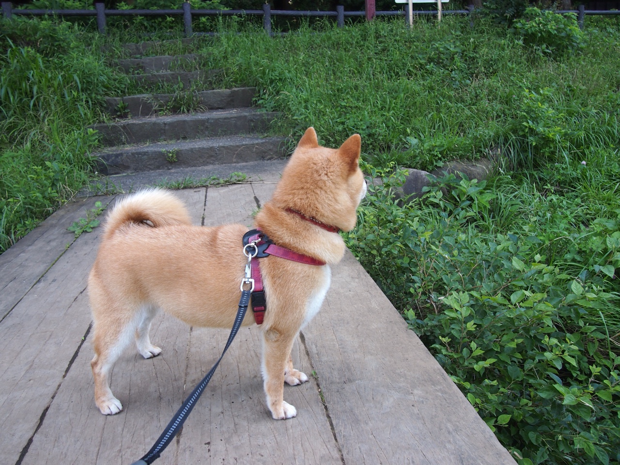 2026世界杯焦点战，快船式全面压制，骑士防线崩盘记