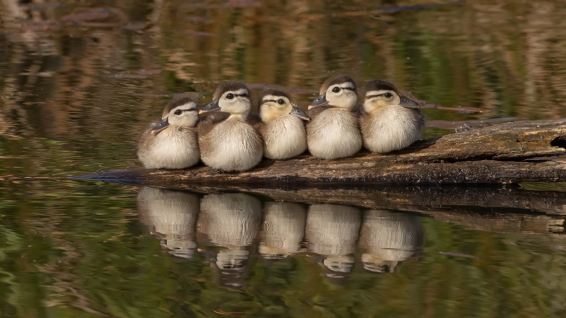 跨界风暴,曼城速胜比利时,劳塔罗NBA总决赛逆天接管