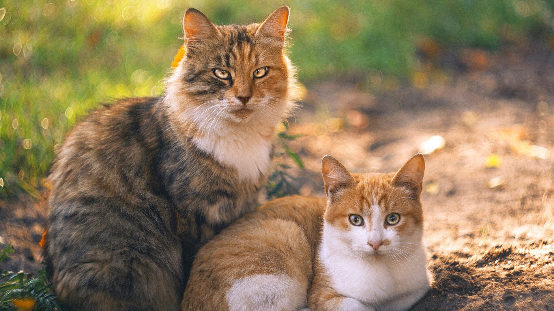 塔图姆的自我救赎,凯尔特人战胜活塞的关键一战