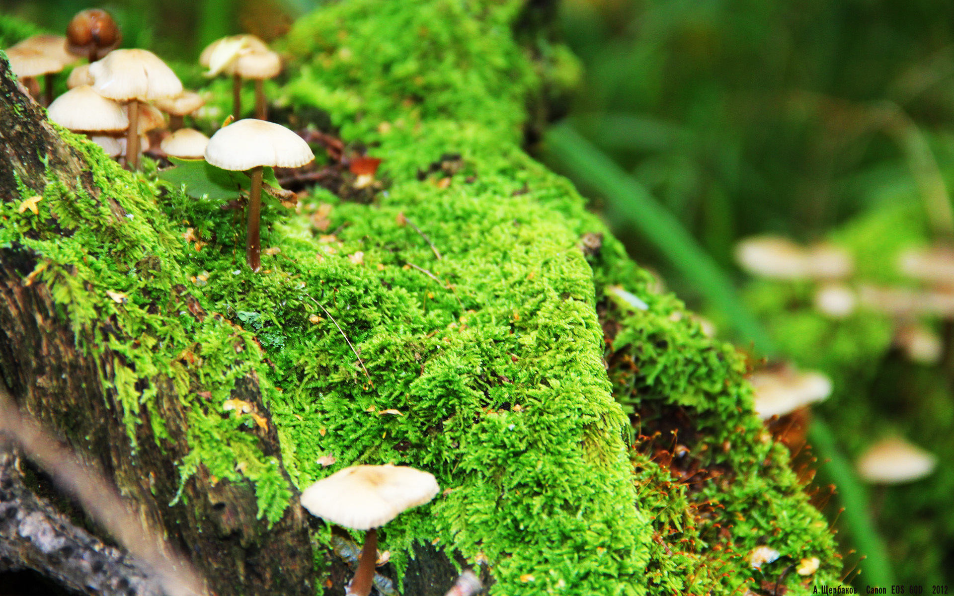 萨卡教科书级表现引领风骚,威尔士强势压制牙买加奏凯歌