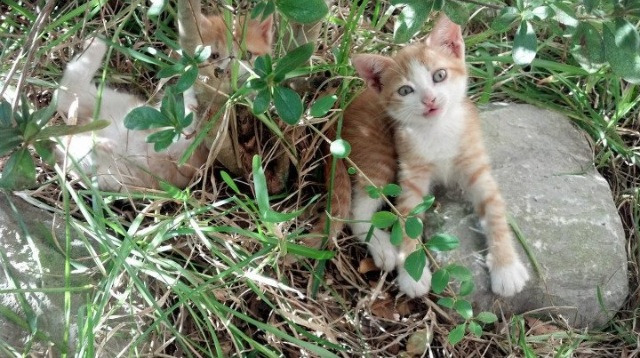 东决之夜，孔德加冕时刻，一记绝平三分背后的冠军之心