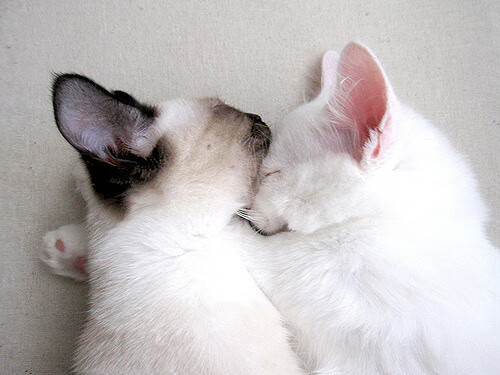 开云体育入口-东决焦点战，灰熊力斩尼克斯，关键胜利改写格局