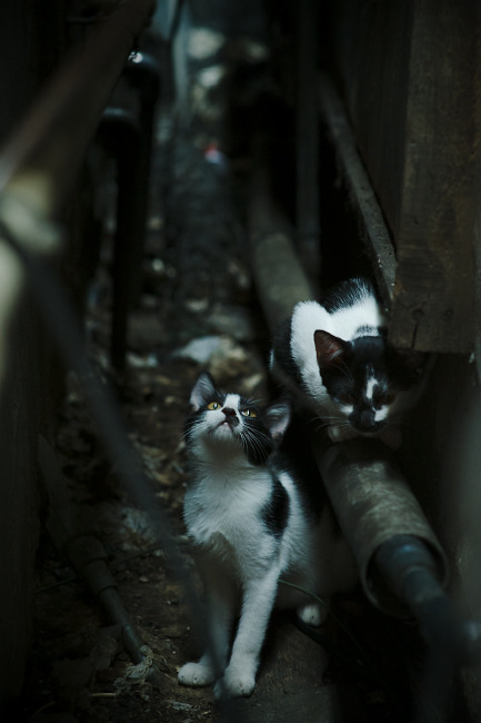 绿茵交响曲，当苏格兰的坚韧遇见亚特兰大的战术，维尼修斯在宏大舞台的照耀下璀璨