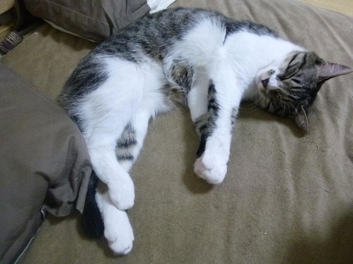 篮网风暴席卷雷霆,武切维奇欧冠决赛主宰赛场