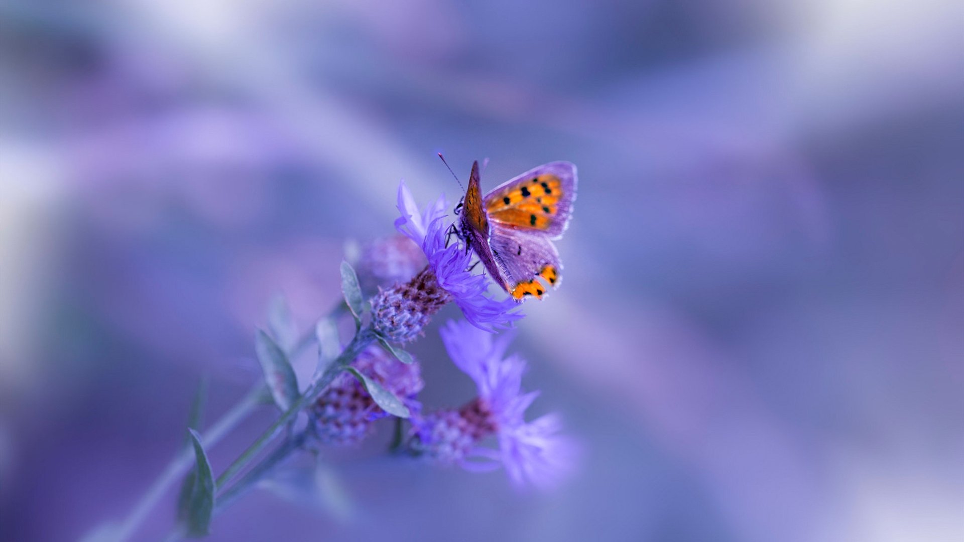 开云APP-一锤定音！欧冠淘汰赛之夜，凯恩诠释何为终极胜负手