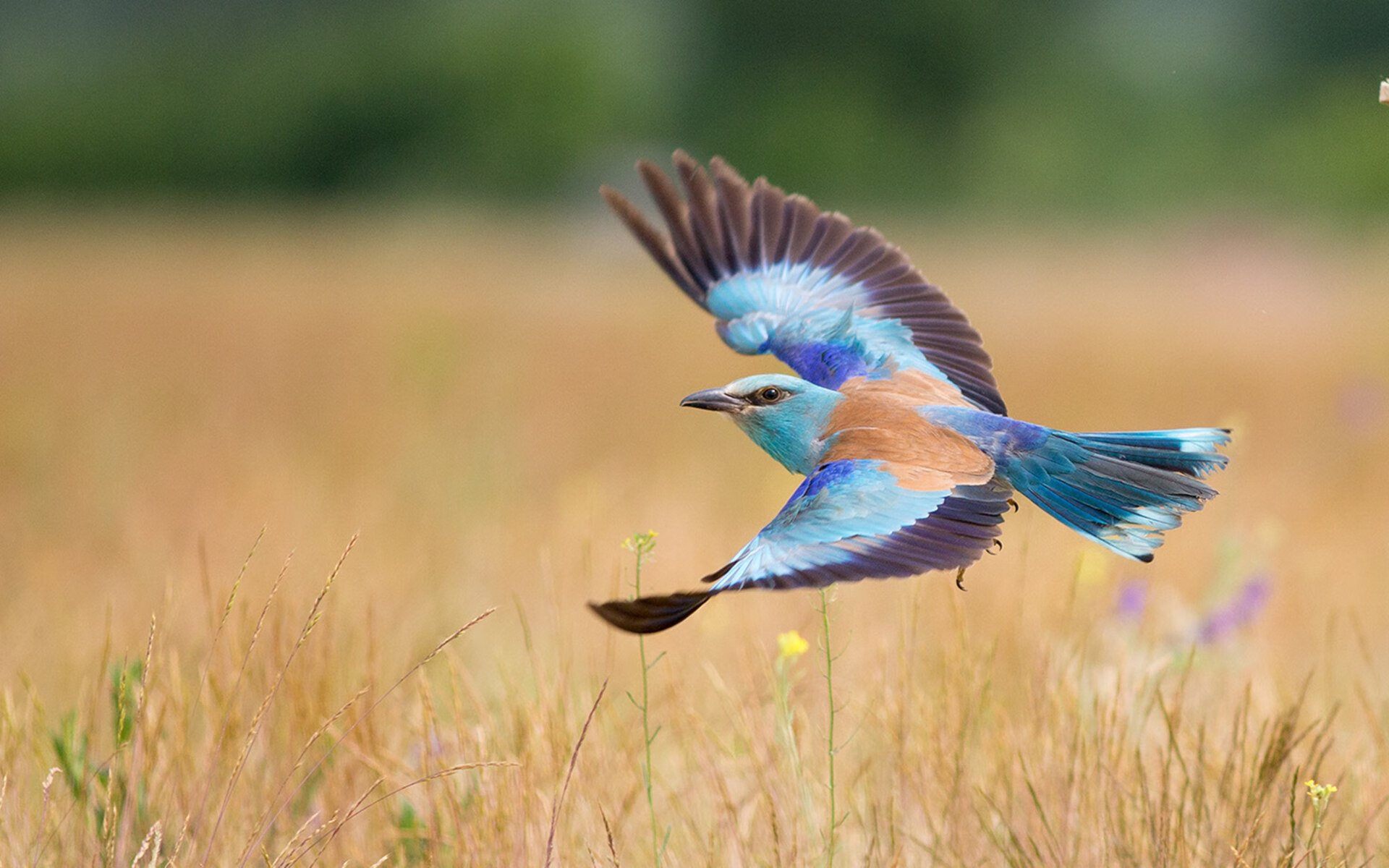 鹿死谁手？拉梅洛在华盛顿的证明之战